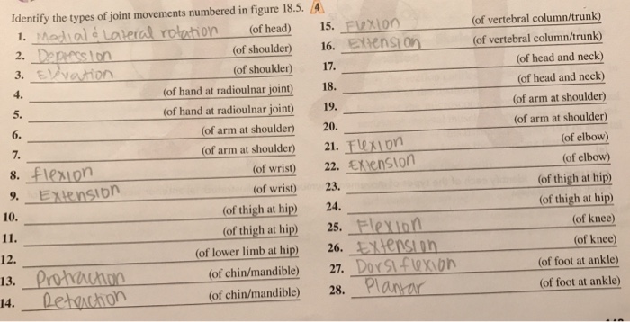 Lab 18 joint structure and movements