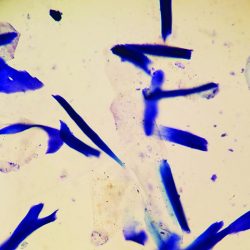 Veterinary dog ear cytology chart