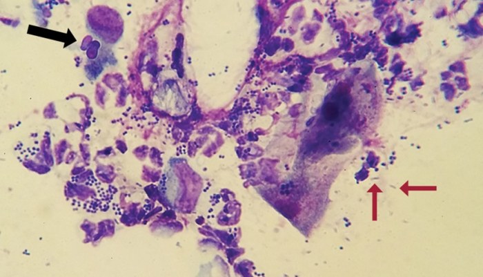 Veterinary dog ear cytology chart