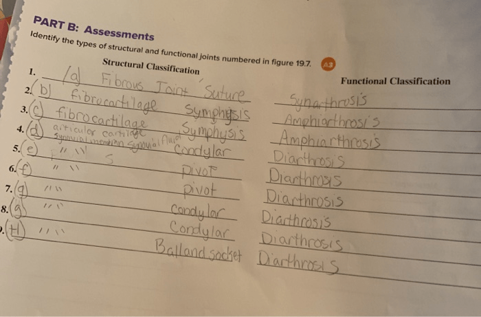 Lab 18 joint structure and movements