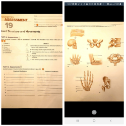 Lab 18 joint structure and movements