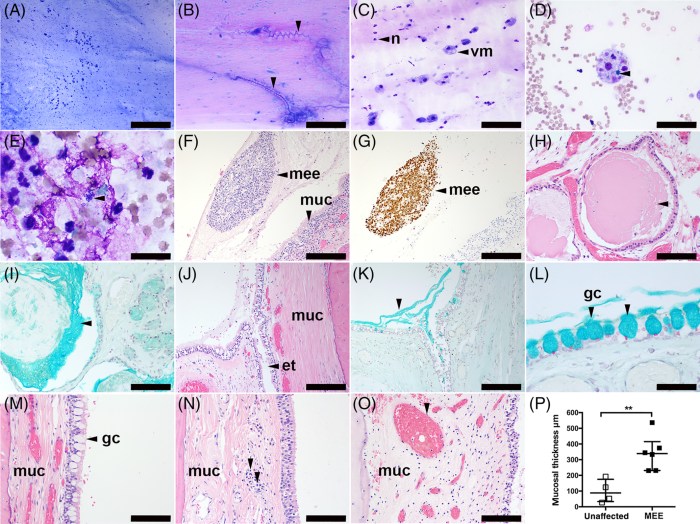 Veterinary dog ear cytology chart