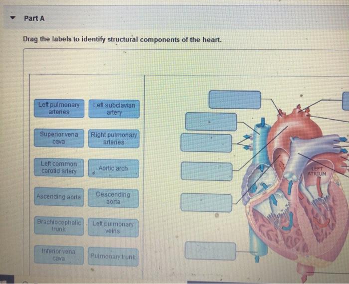 Drag labels onto diagram part identify heart anterior features surface superficial solved chegg transcribed problem text been show has