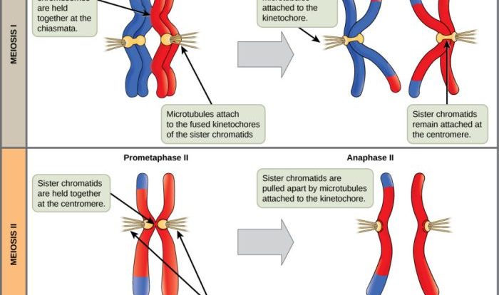 Meiosis ii sister chromatids chromosomes chromosome homologous prometaphase anaphase non separate alignment figure cell chiasmata centromere pair pairs between opposite