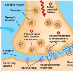 Correctly label the following parts of a chemical synapse.