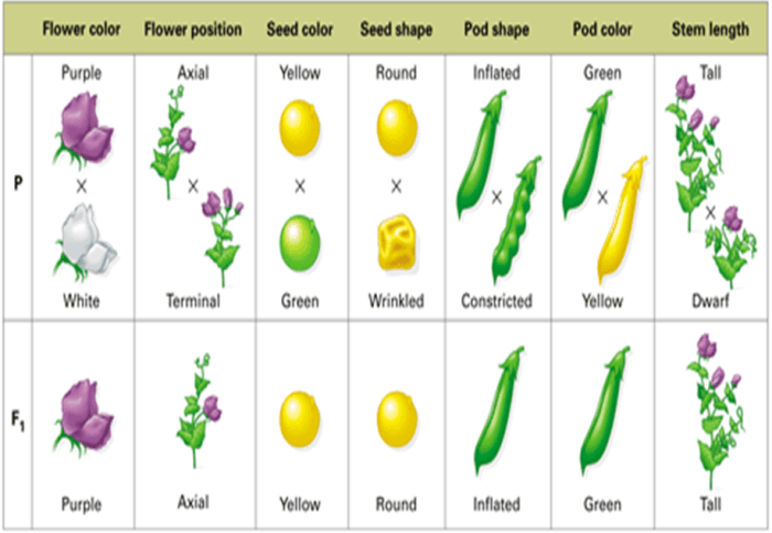 Mendel's pea plant experiments worksheet answers