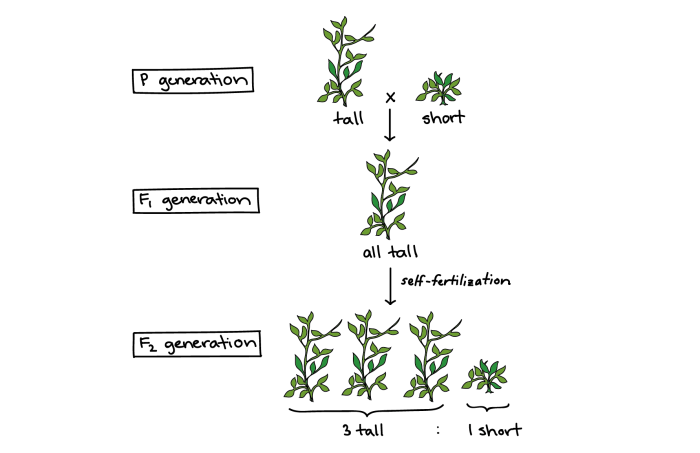 Pea mendel plant experiments mendelian genetics peas ppt powerpoint presentation