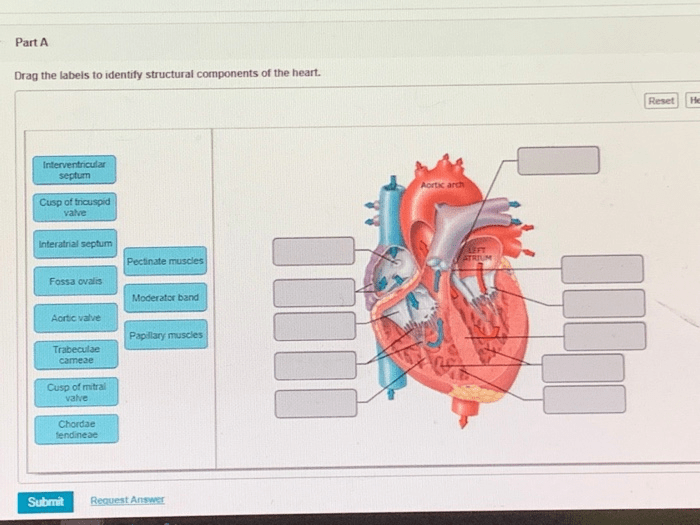 Drag the labels to identify structural components of the heart.