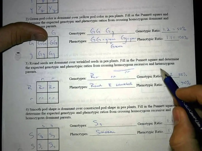 Mendel's pea plant experiments worksheet answers