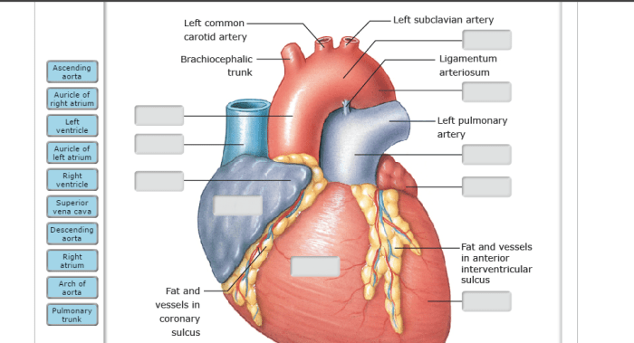 Drag the labels to identify structural components of the heart.