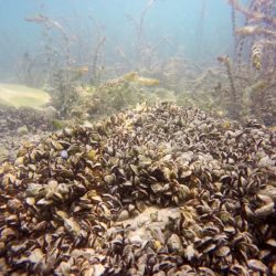 A zebra mussel is discovered in a lake in pennsylvania